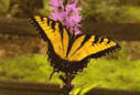 Tiger Swallowtail - Georgia State Butterfly